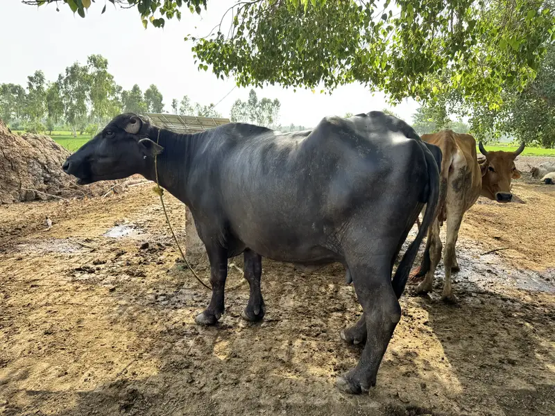 گبھن بھینس برائے فروخت – تیسرا سوہ