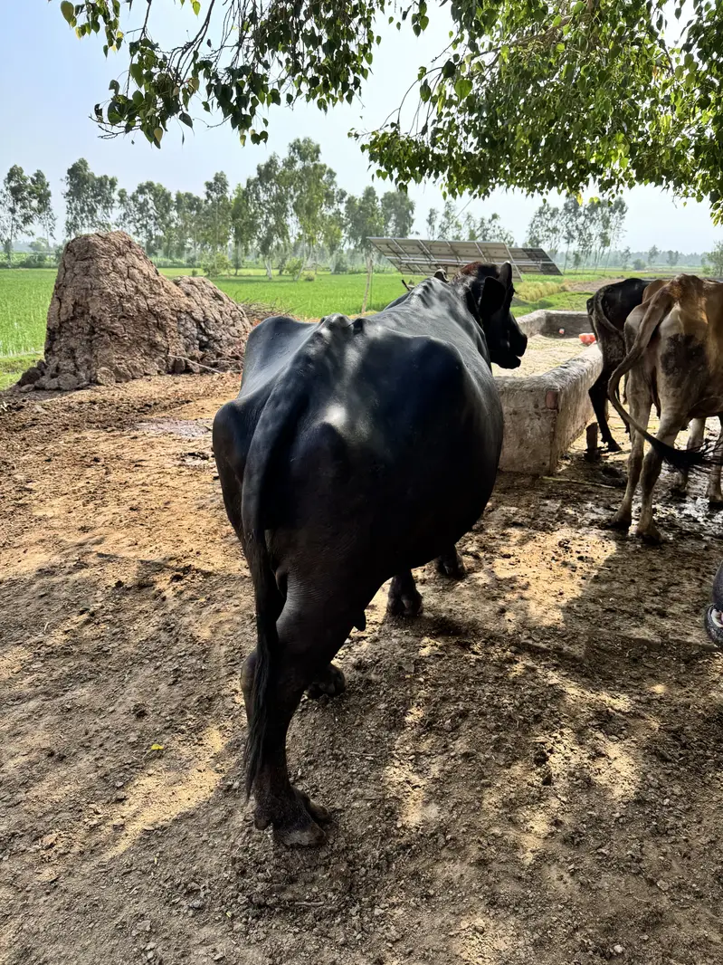 گبھن بھینس برائے فروخت – تیسرا سوہ — photo 2
