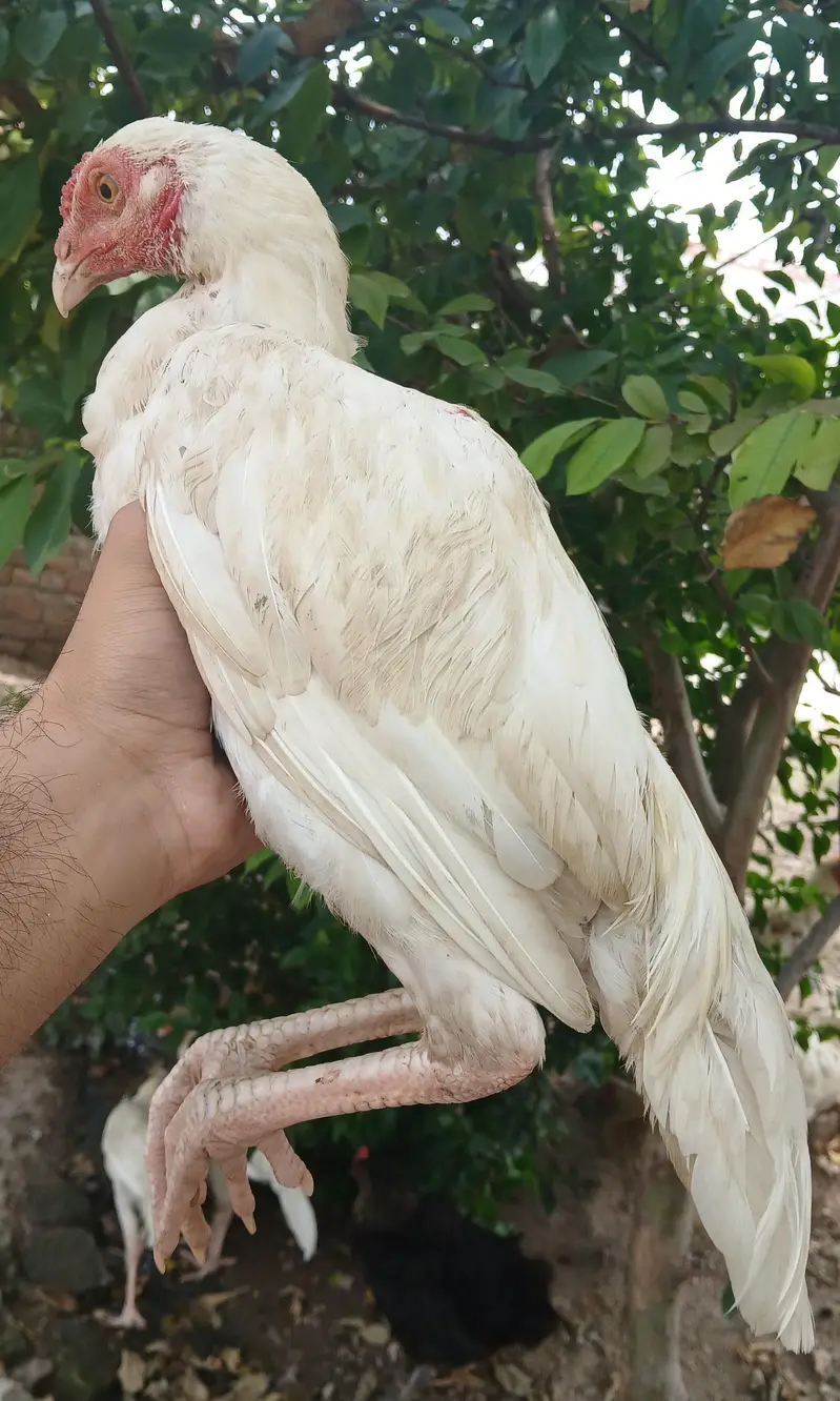 Heera Aseel Patha — photo 2