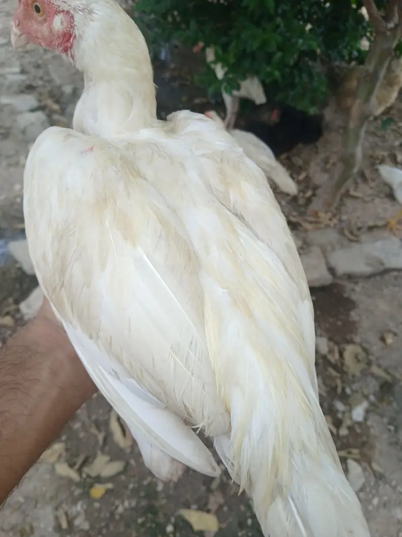 Heera Aseel Patha — photo 4