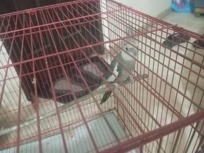 Male cocktail for sale