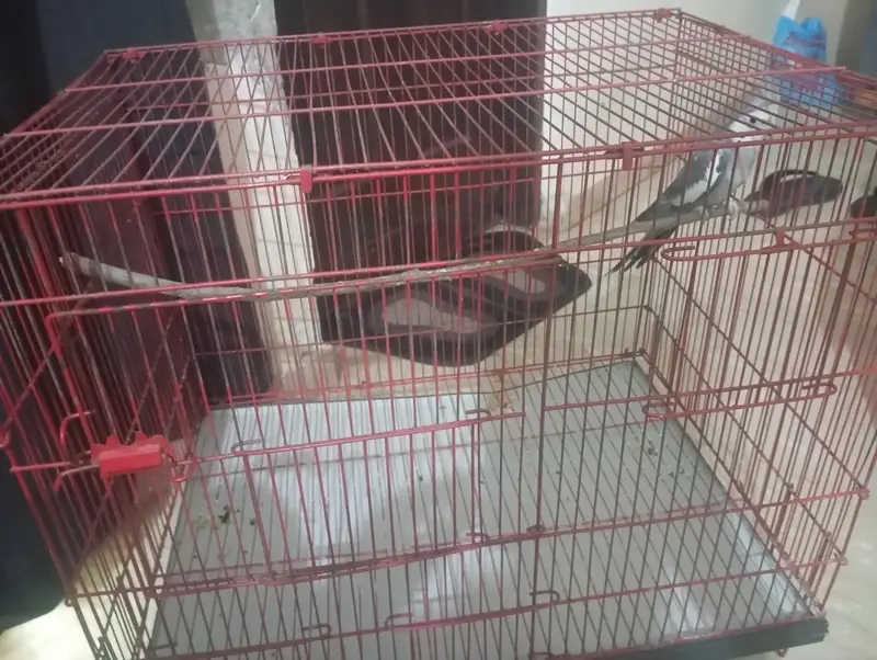 Male cocktail for sale — photo 3