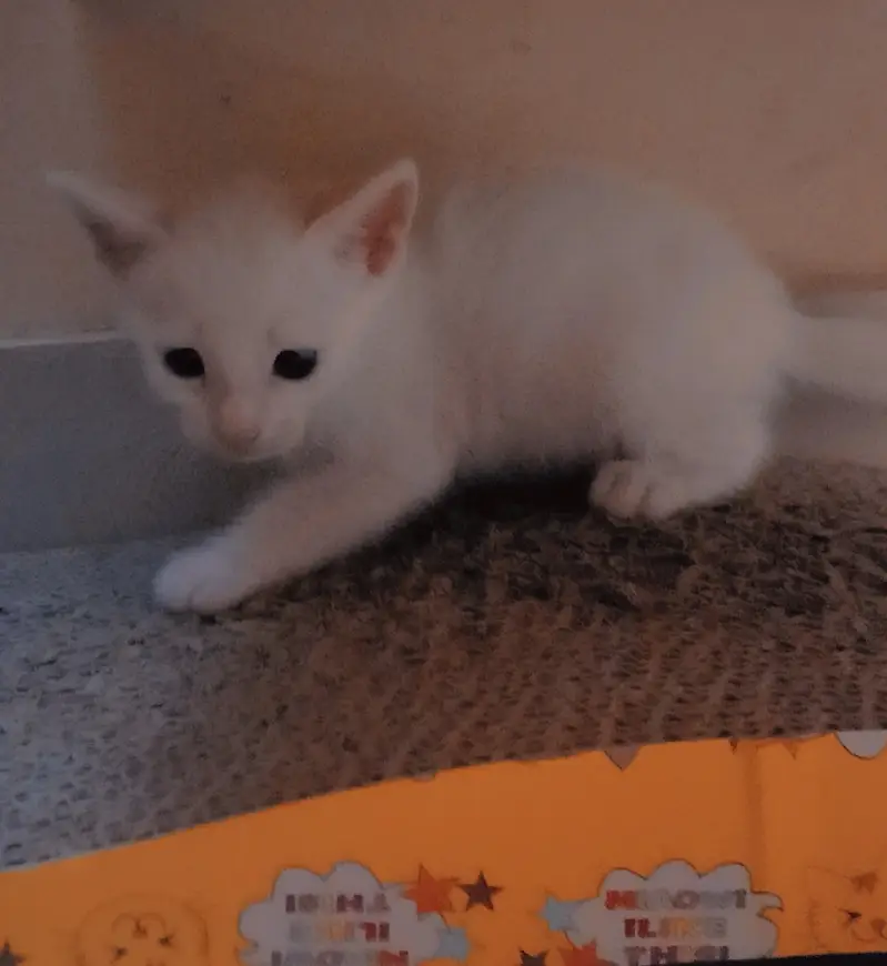 Kittens for adoption — photo 2