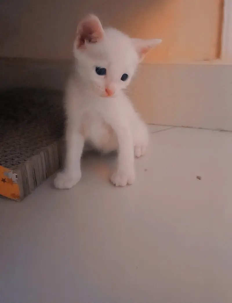 Kittens for adoption — photo 3