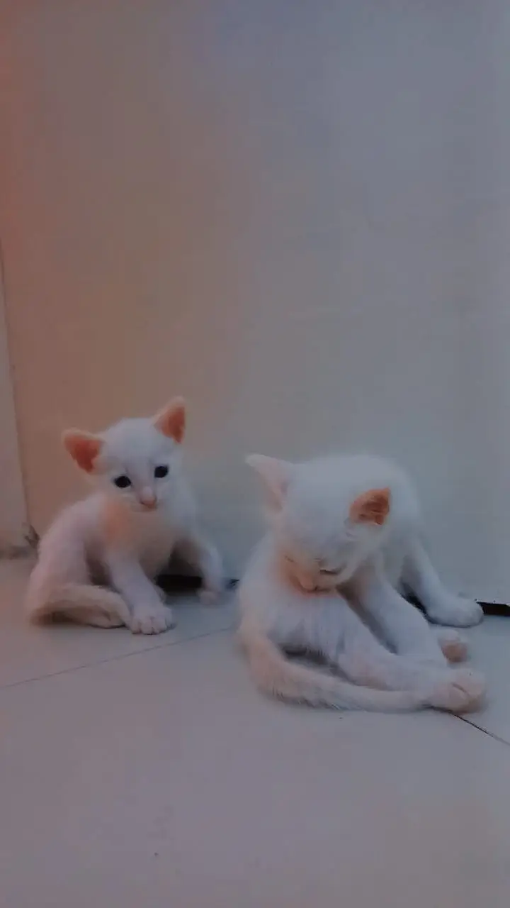 Kittens for adoption — photo 4