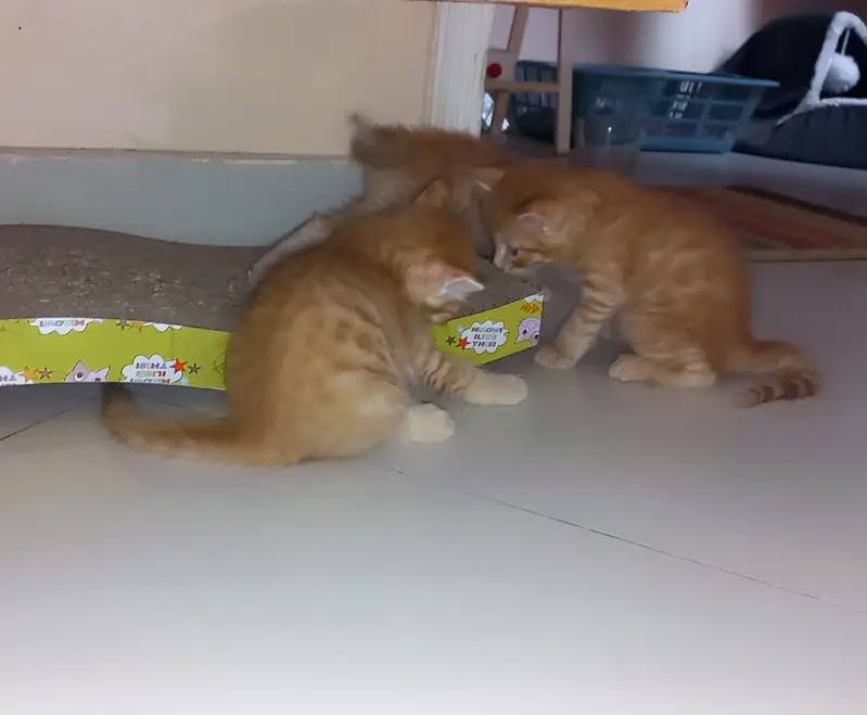 Kittens for adoption — photo 6