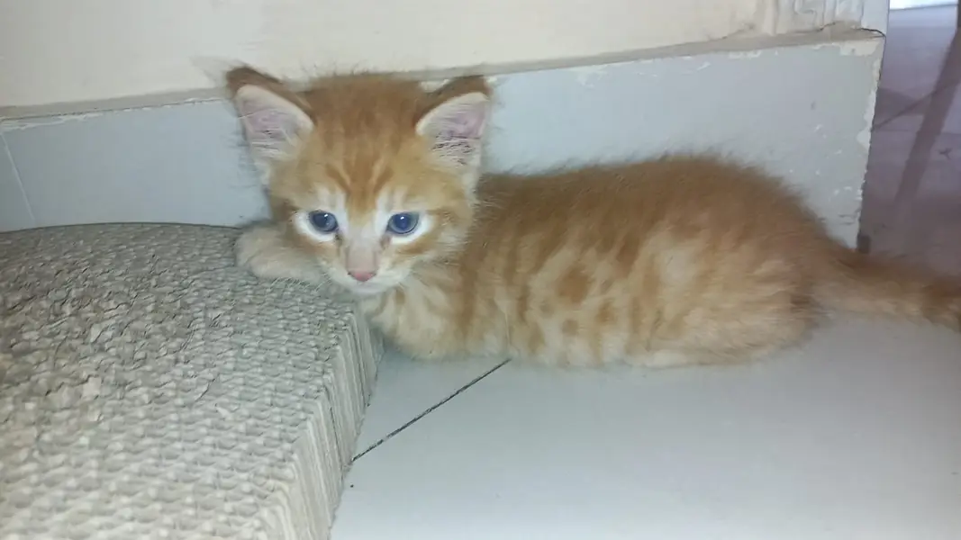 Kittens for adoption — photo 7