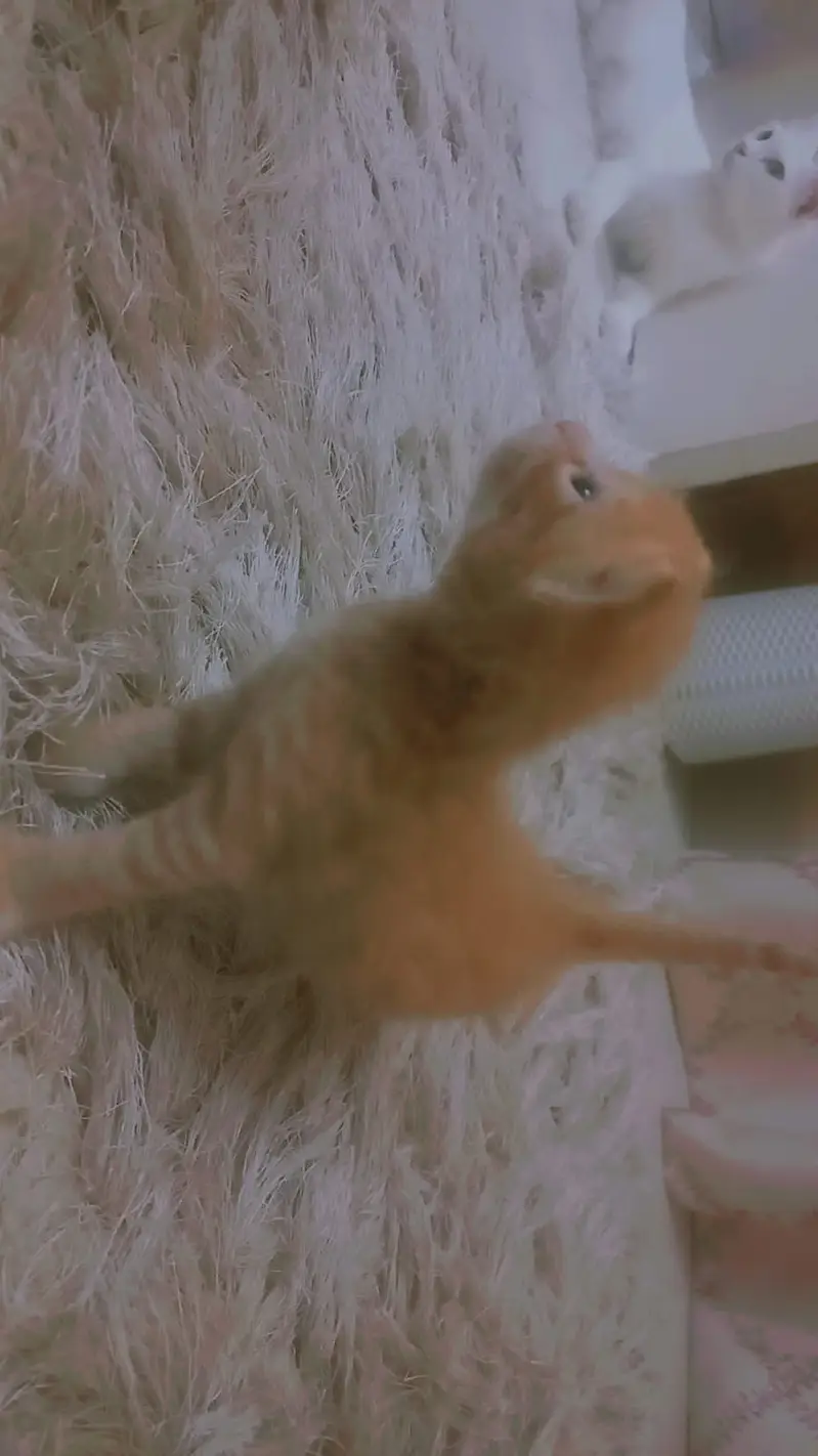 Kittens for adoption — photo 8