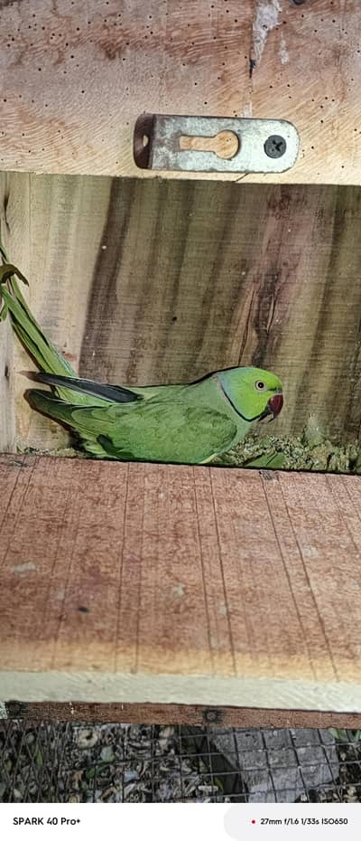 green ringneck pair breedar pair h