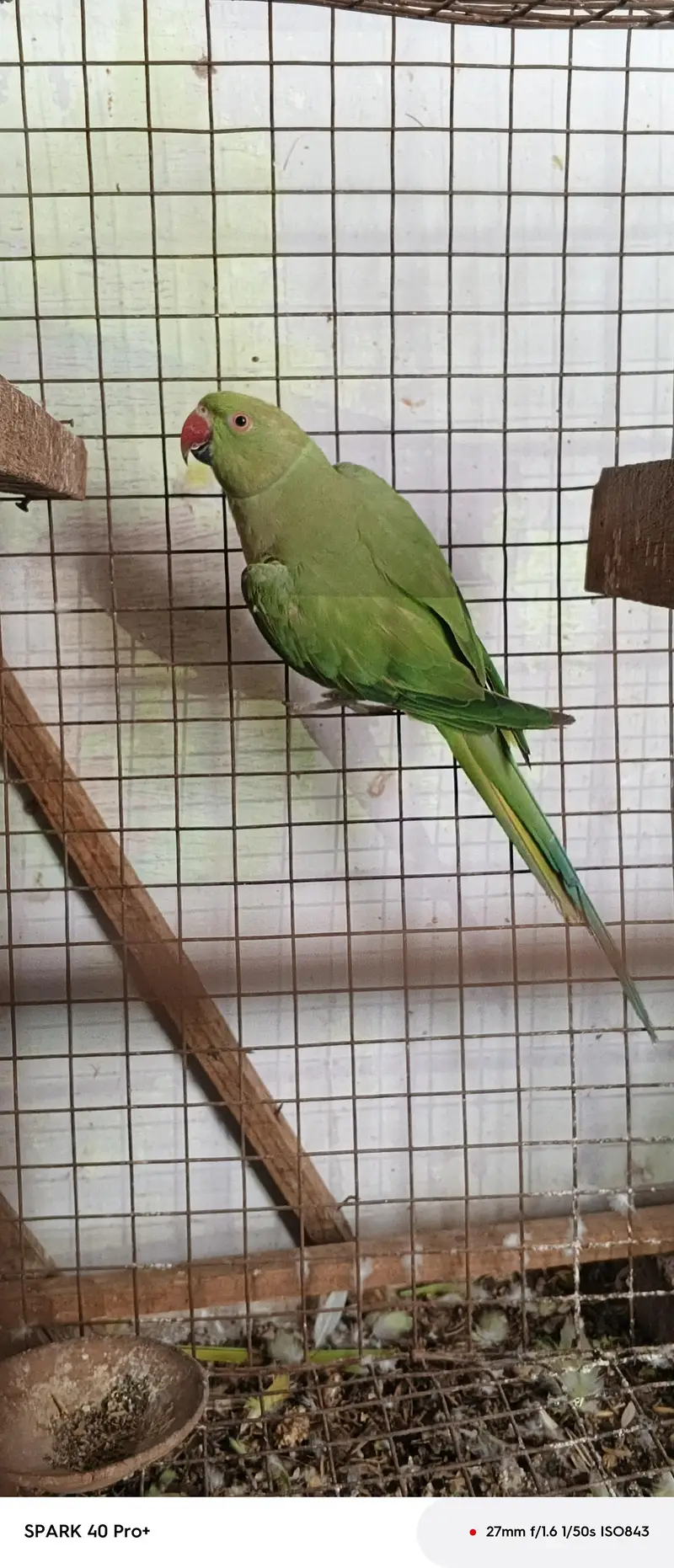 green ringneck pair breedar pair h — photo 2