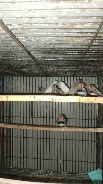 finches