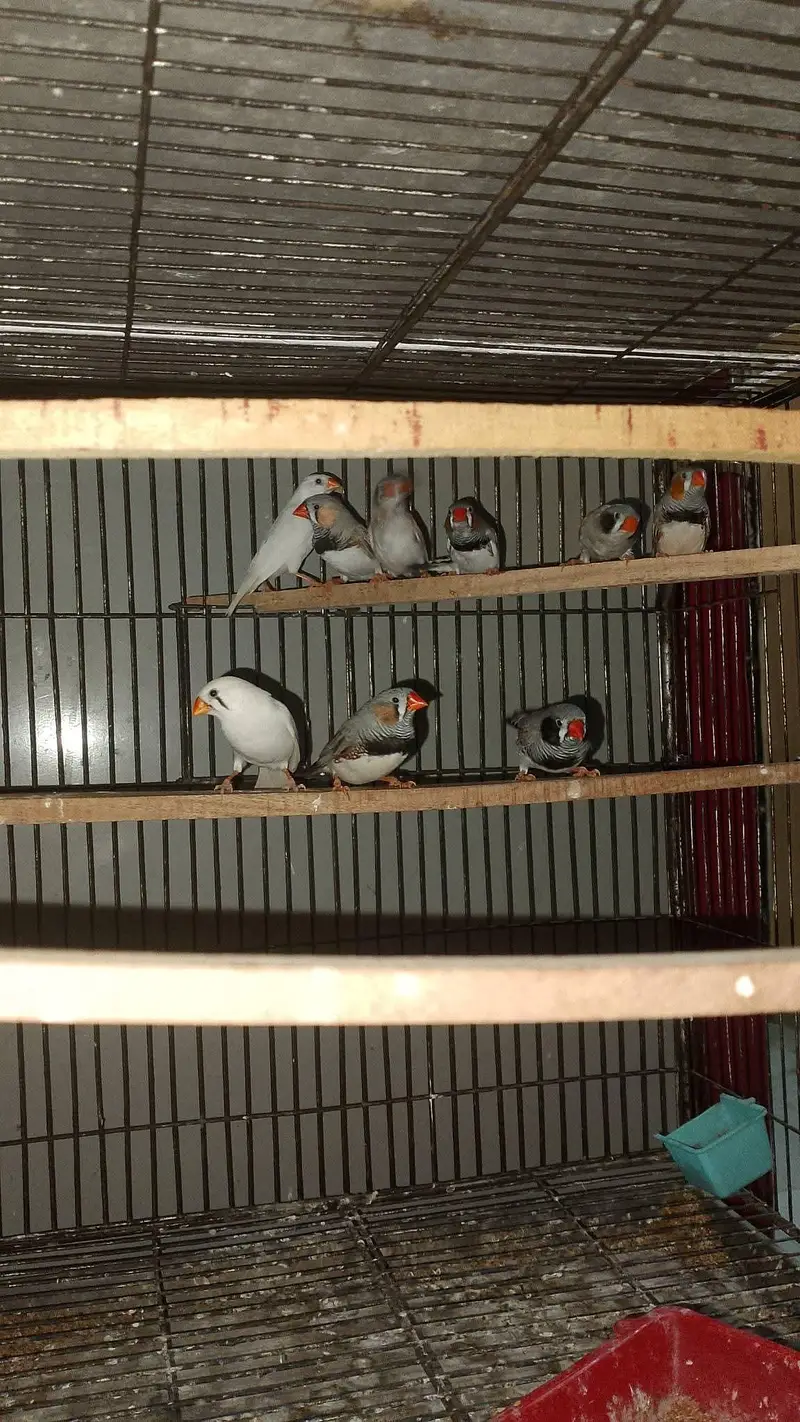 finches — photo 2
