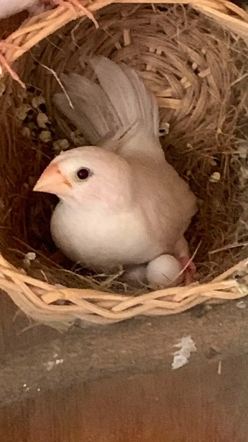 finches — photo 4