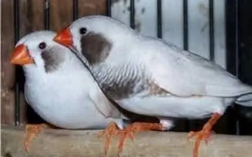 finches — photo 5