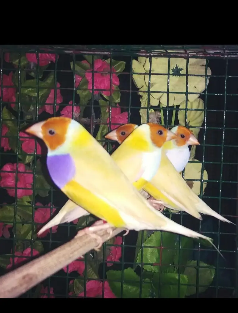 finches — photo 8