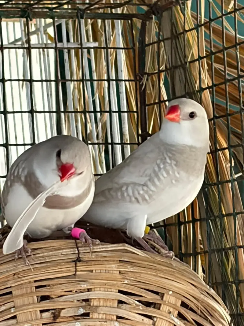 finches — photo 9