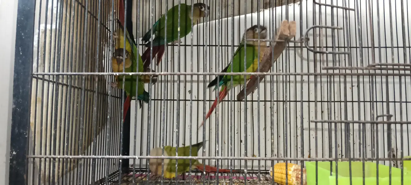 yellow sised — photo 4