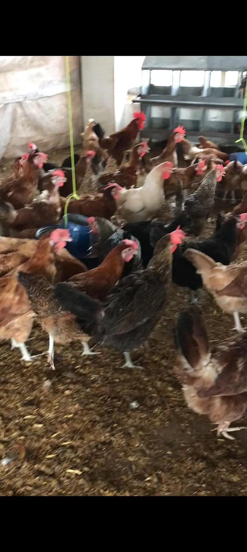 Golden eggs laying hens available for sale — photo 2