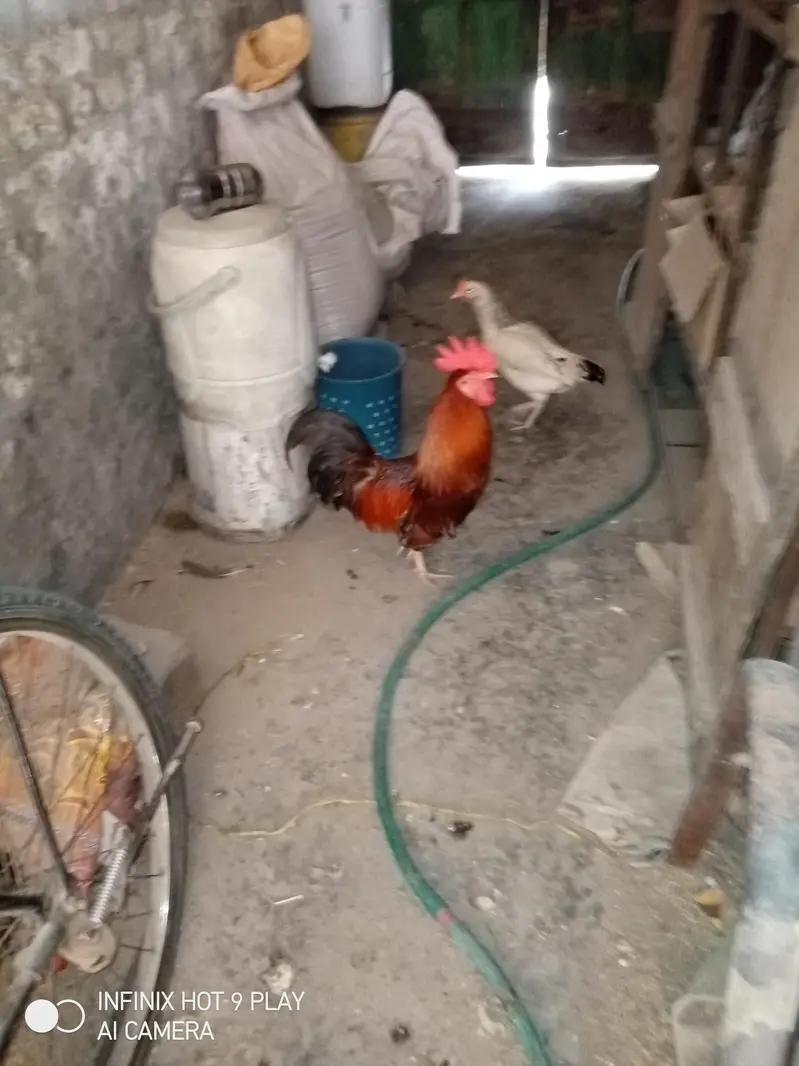 Desi murga ha vaccine hui ha or sab thek ha kami pashi hu sakti ha — photo 2