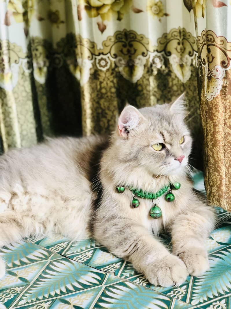 Cat complete 0