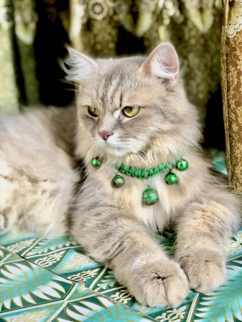 Cat complete 1