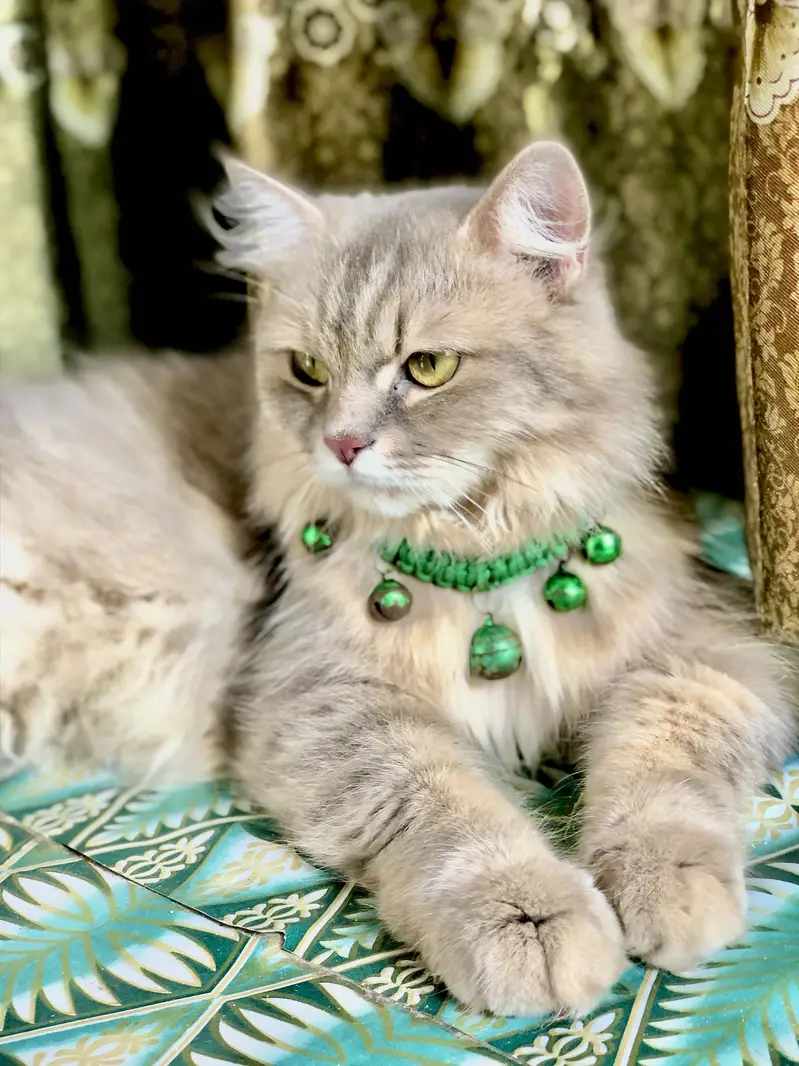 Cat complete — photo 2
