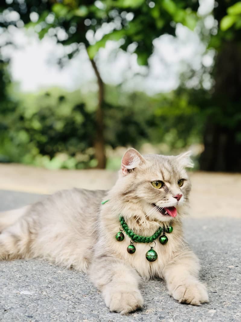 Cat complete 2