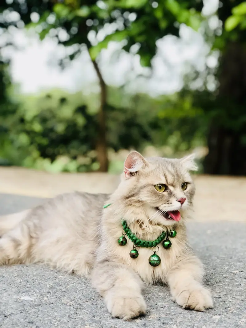 Cat complete — photo 3