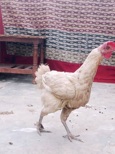 egg laying hen
