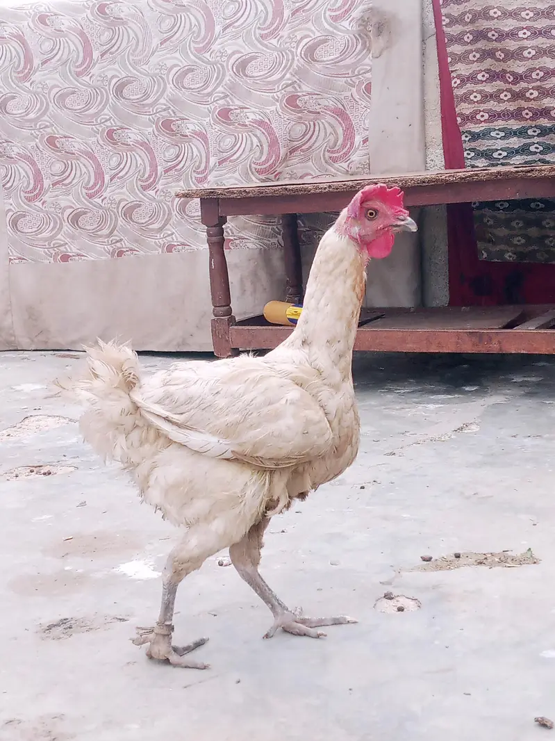 egg laying hen — photo 2