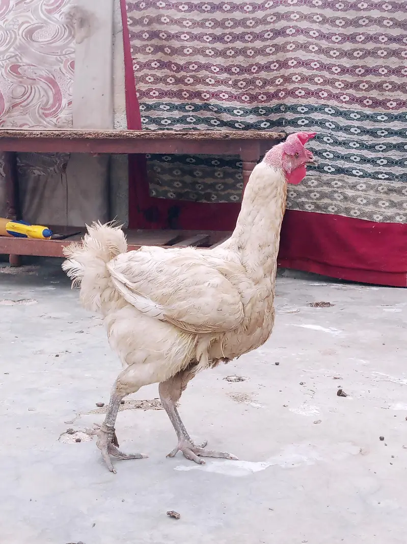 egg laying hen — photo 3