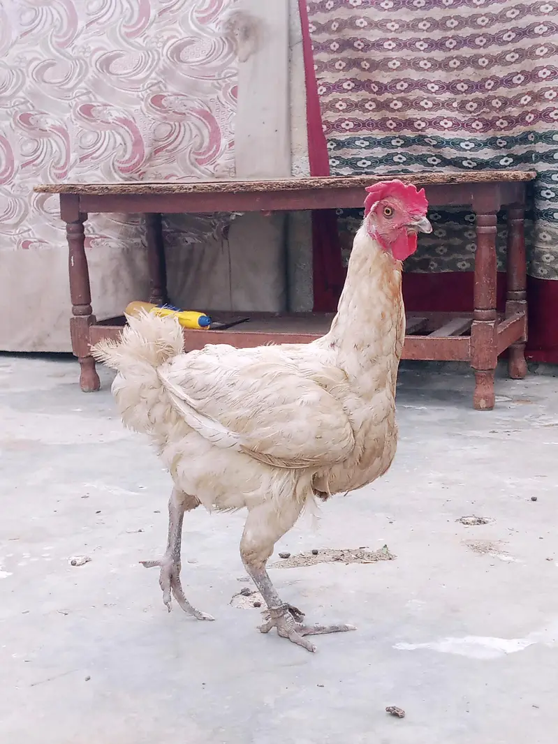 egg laying hen — photo 4