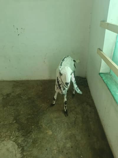 bakrion ka jora dono females local goats