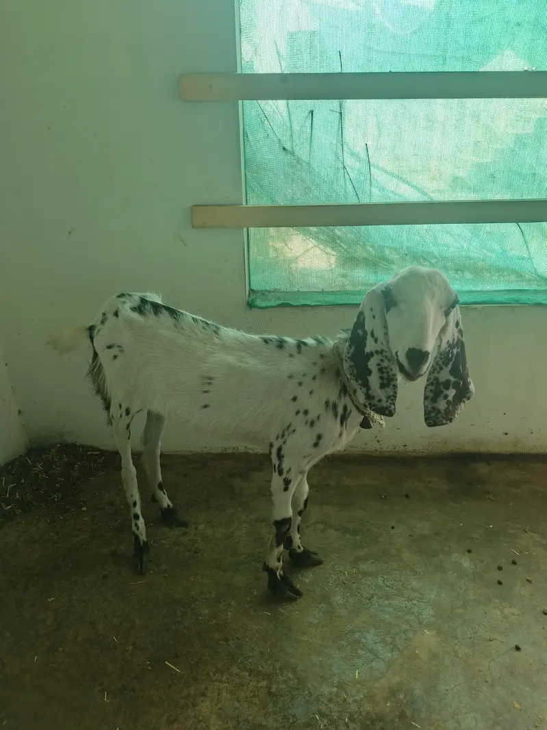 bakrion ka jora dono females local goats — photo 2