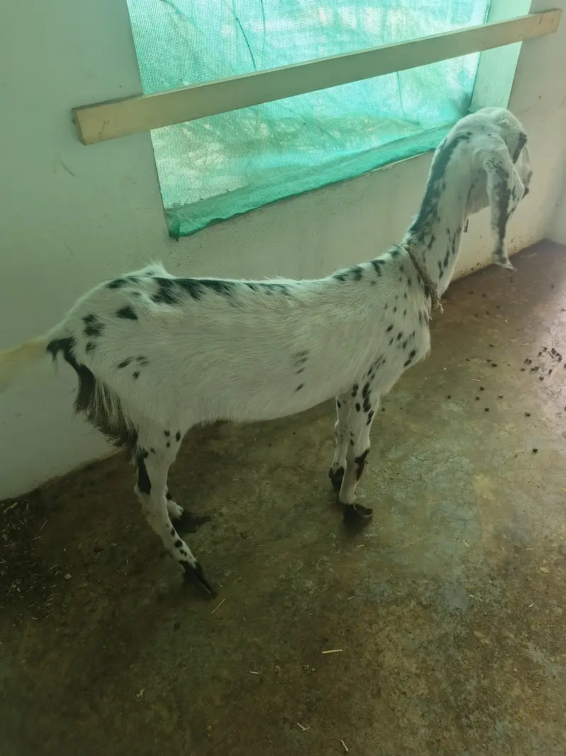 bakrion ka jora dono females local goats — photo 3