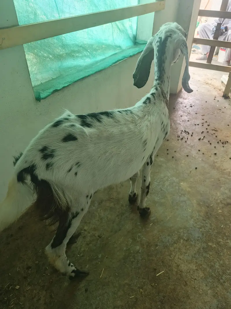 bakrion ka jora dono females local goats — photo 4