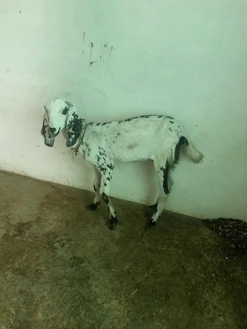 bakrion ka jora dono females local goats — photo 5