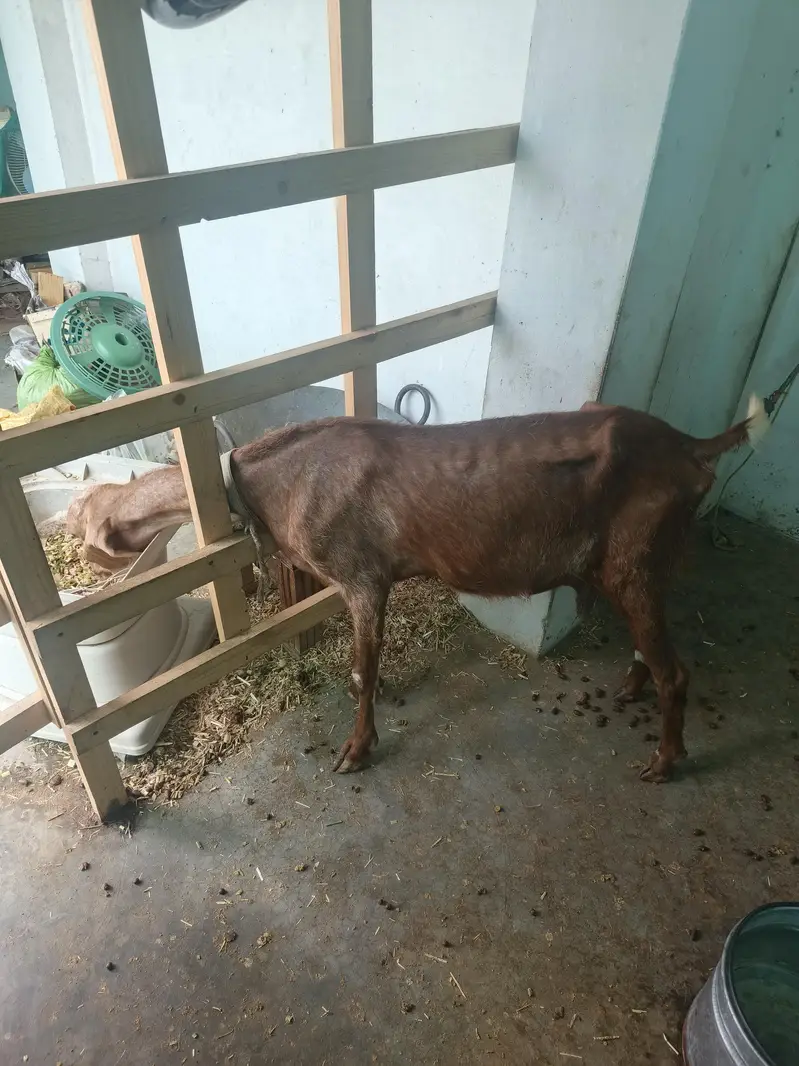 bakrion ka jora dono females local goats — photo 6