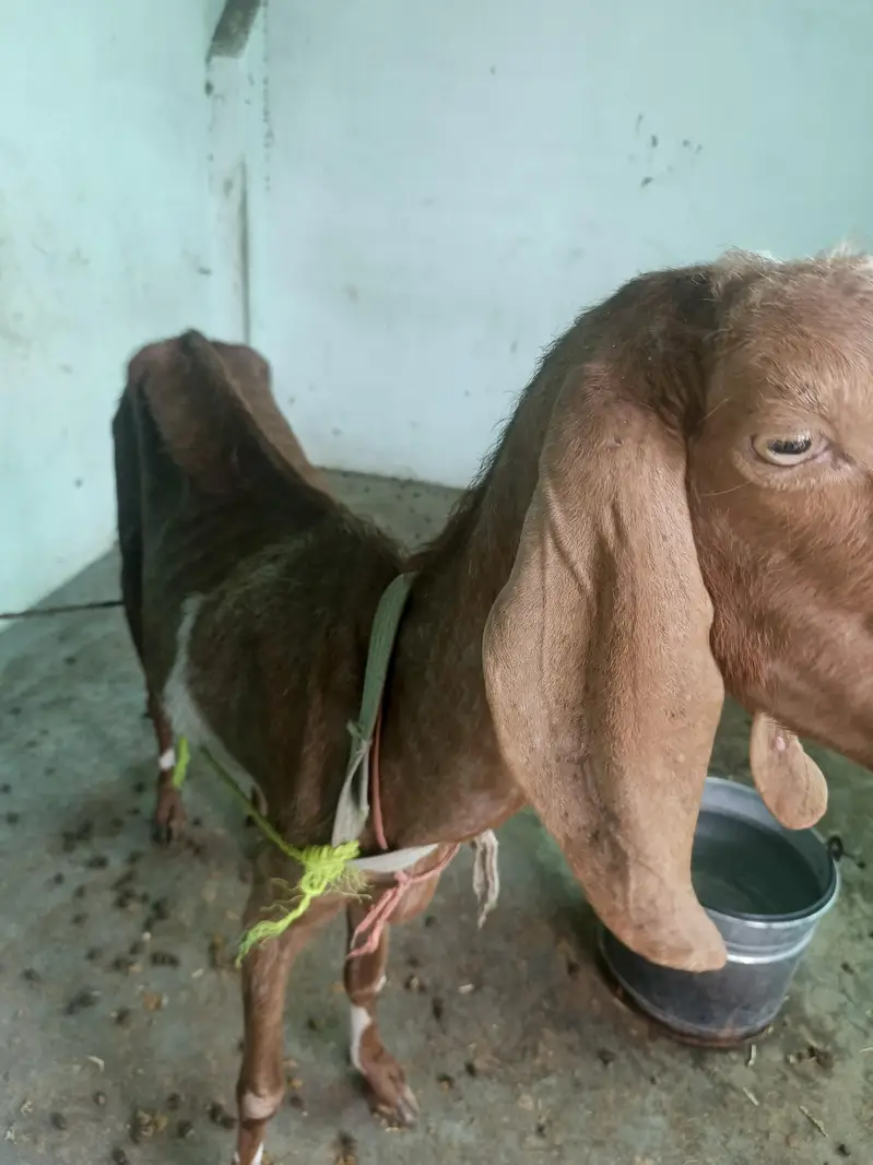 bakrion ka jora dono females local goats — photo 7
