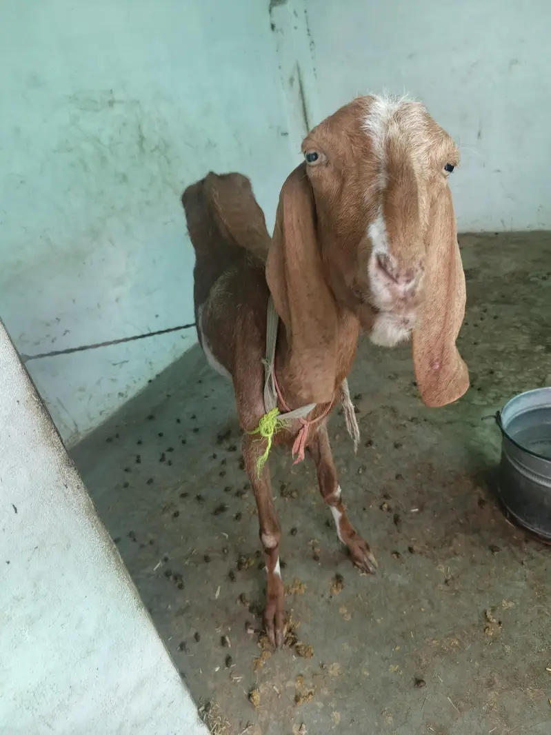 bakrion ka jora dono females local goats — photo 8