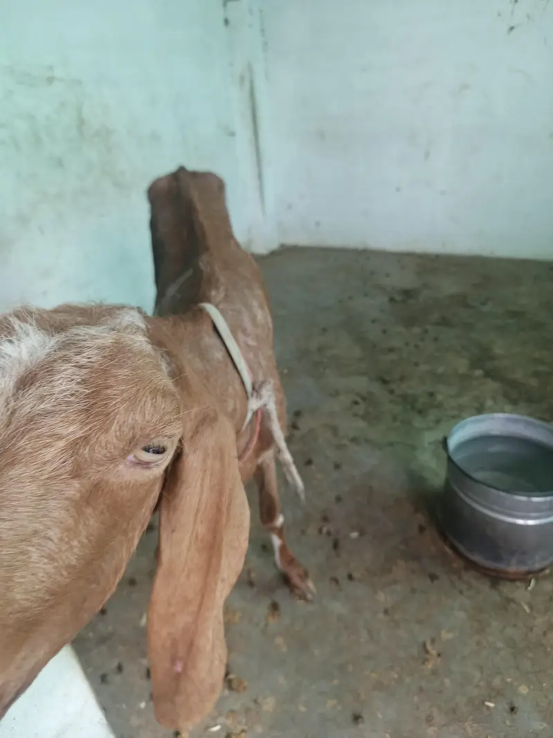 bakrion ka jora dono females local goats — photo 9