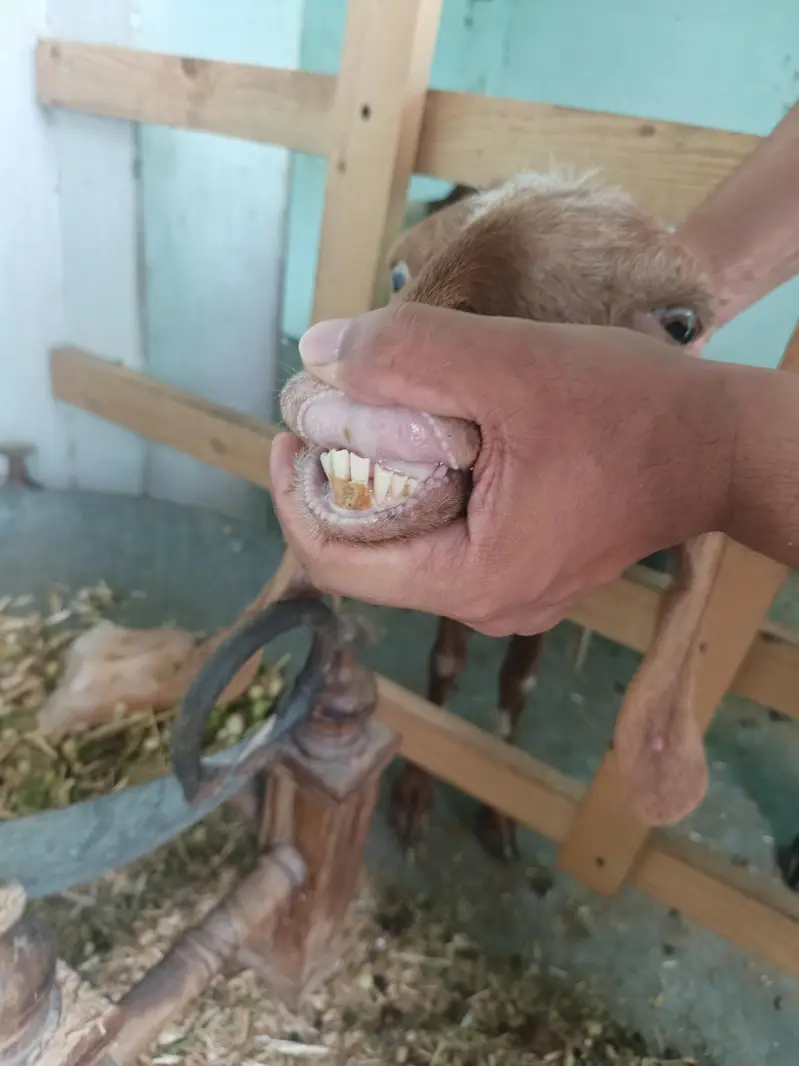 bakrion ka jora dono females local goats — photo 10