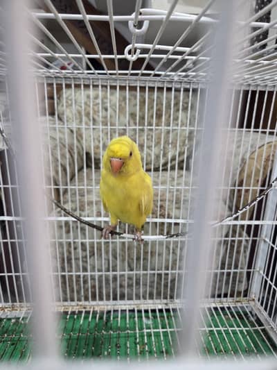 yellow and white rings neck female's