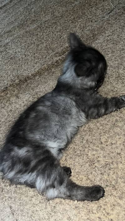 Parsian gray black cat