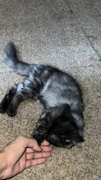 Parsian gray black cat