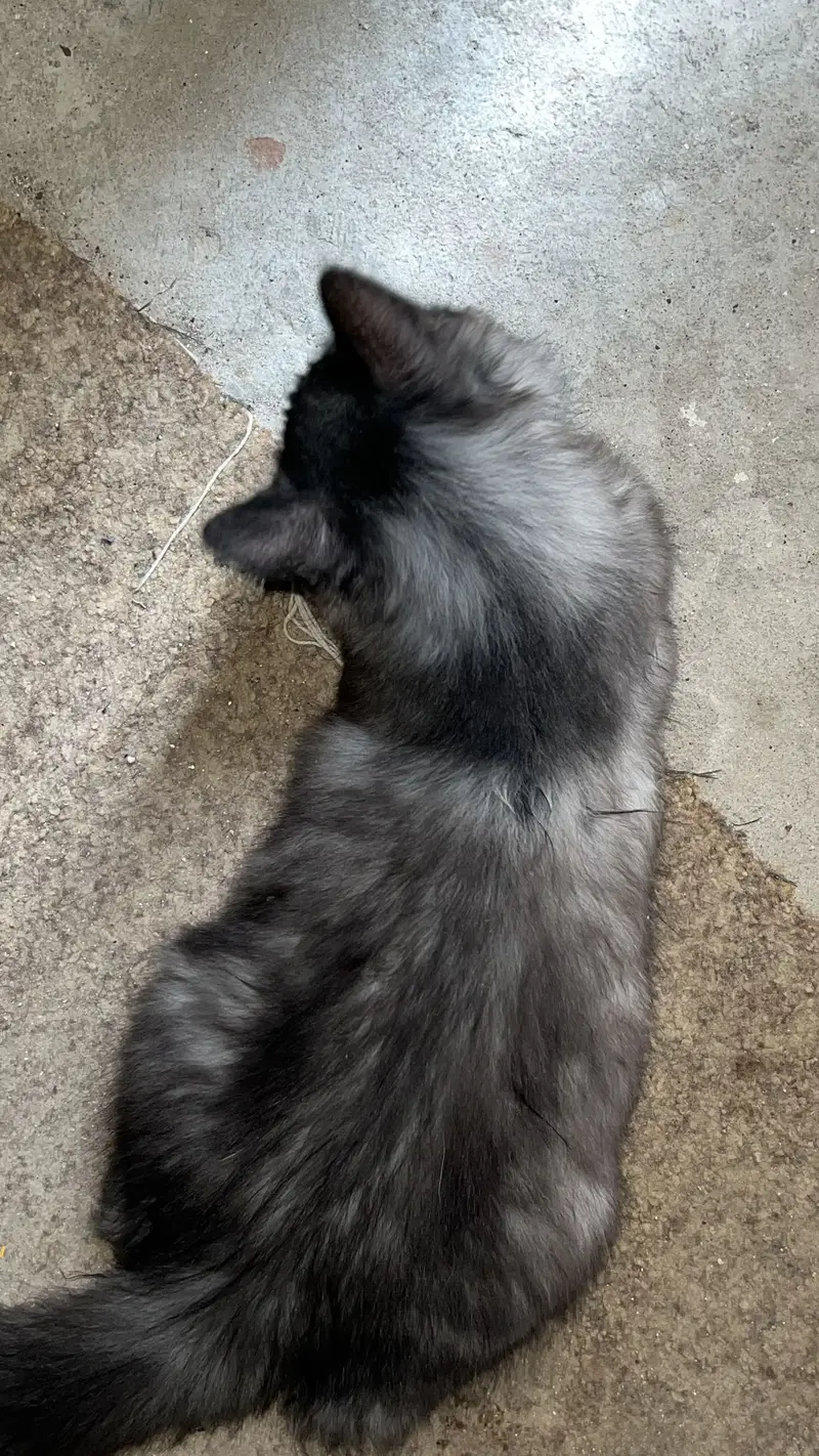 Parsian gray black cat — photo 3