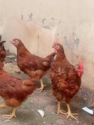 RIr Rhode island red