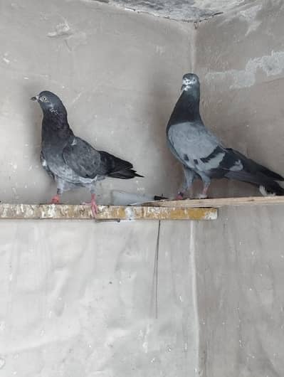 Breeder pigeons/pair/kabootar for sale/baby pigeons/bachy available