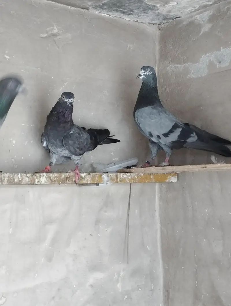 Breeder pigeons/pair/kabootar for sale/baby pigeons/bachy available — photo 2
