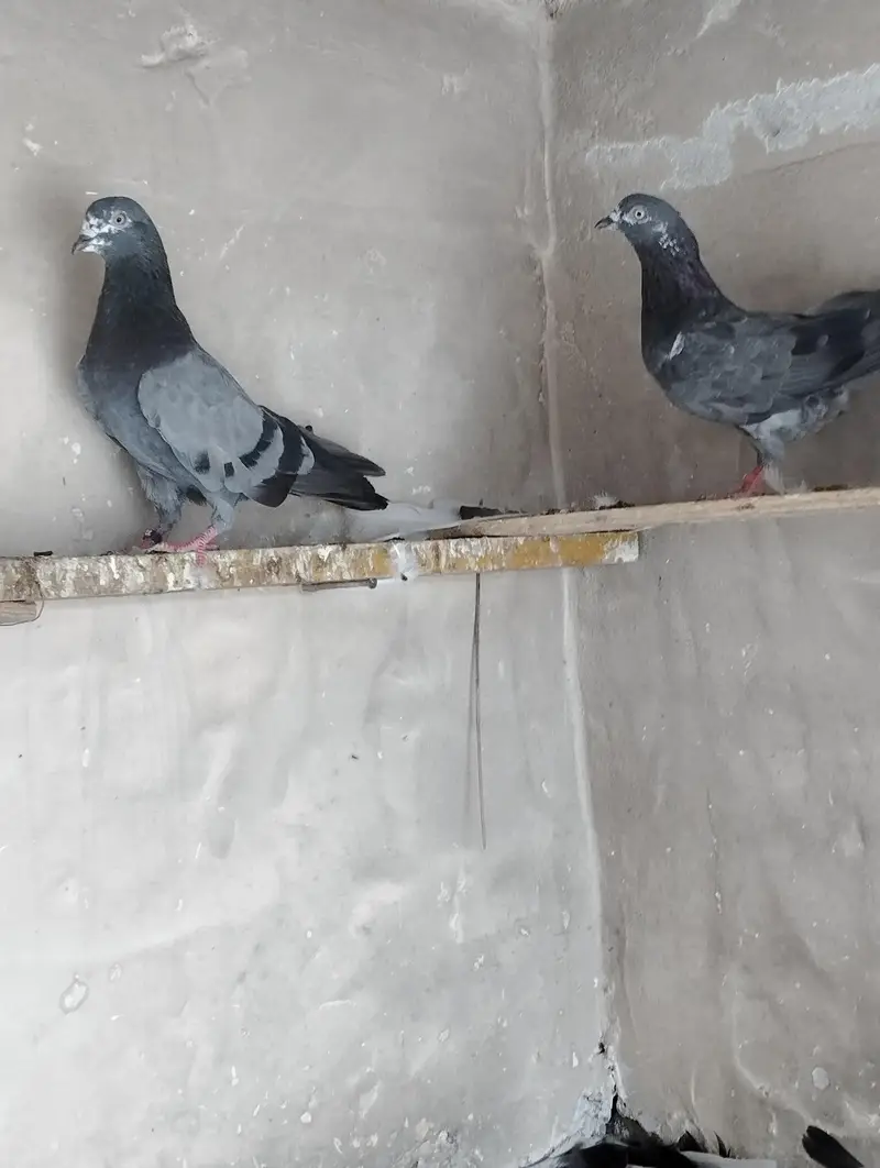 Breeder pigeons/pair/kabootar for sale/baby pigeons/bachy available — photo 3